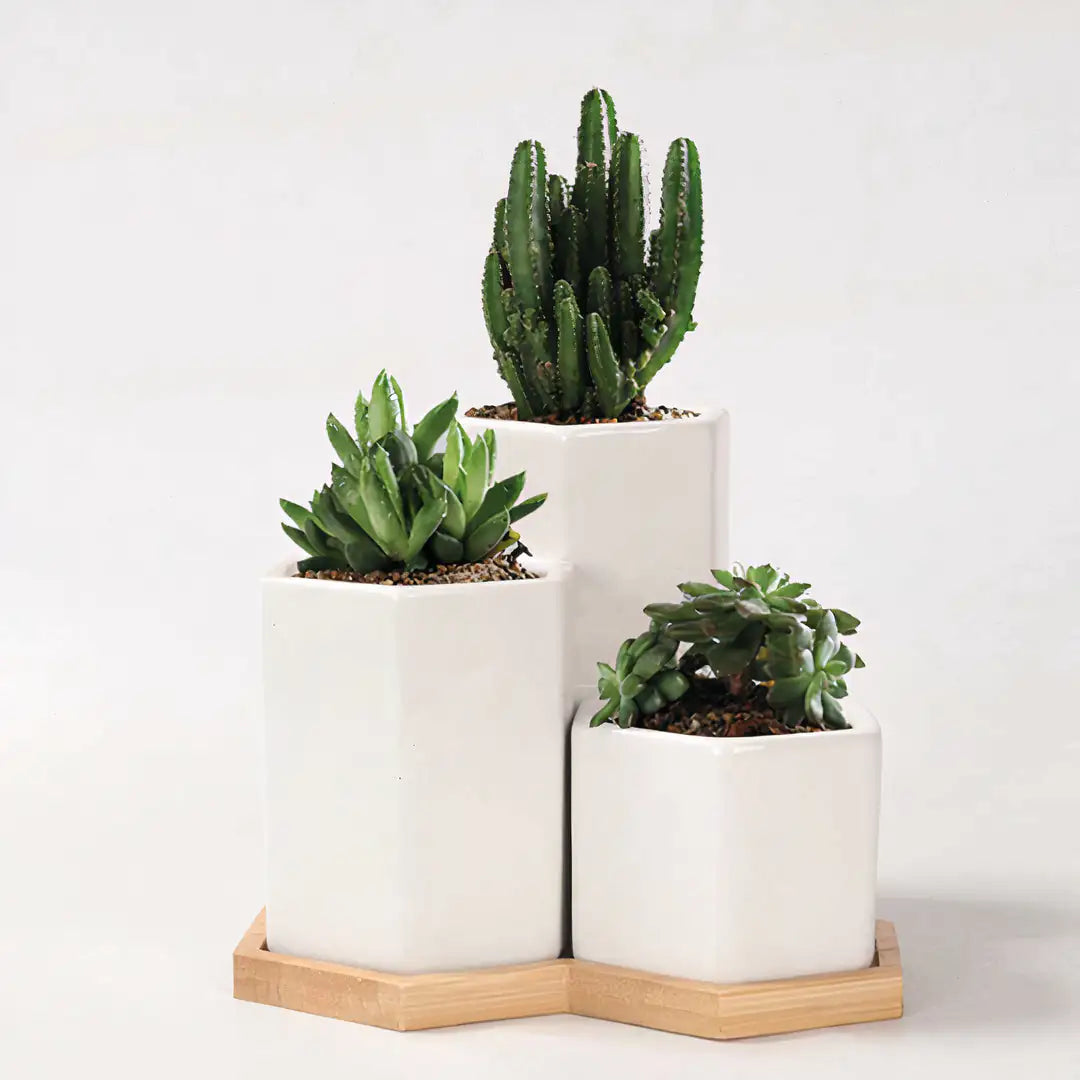 Jasmin Ceramic Pot Planter