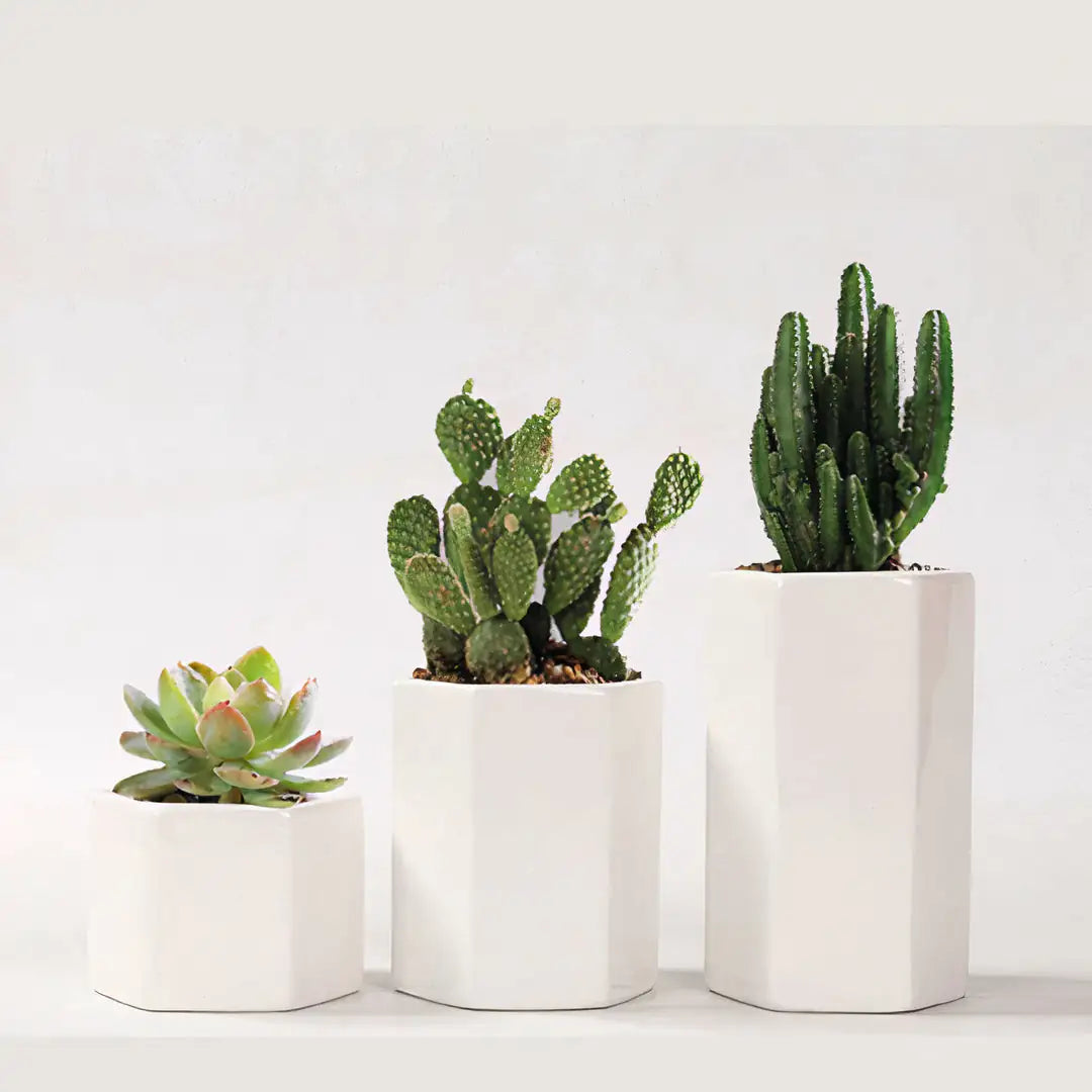 Jasmin Ceramic Pot Planter